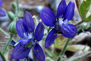 Staphisagria macrosperma  (Speronella stafisagria)