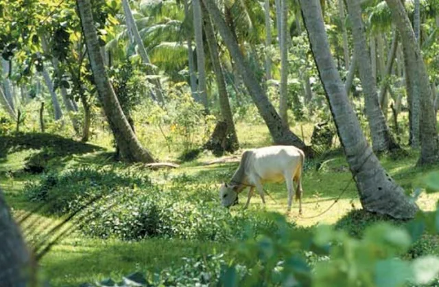 Alt: = "photo of cattle grazing under coconut tree"