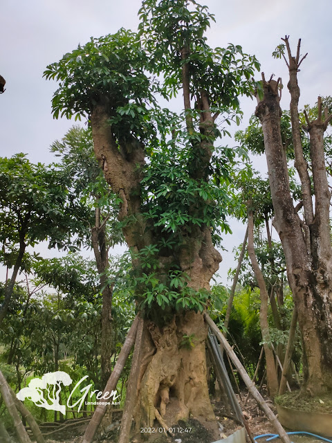 Jual Pohon Pule Taman di Bojonegoro Berkualitas & Bergaransi