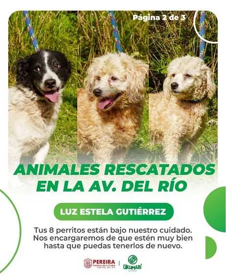 El Gobierno de la Ciudad y Ukumarí buscan a las familias de los animales afectados por la emergencia invernal