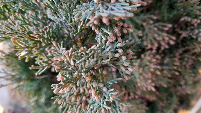 Ciprés (Cupressus sempervirens "Totem").