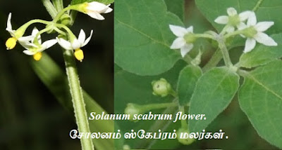 Solanum scabrum flower