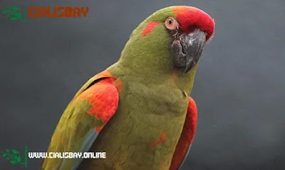 Red-Fronted Macaw