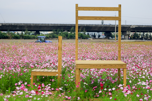 彰化芬園花海「花現芬芳家園」好彩頭拔蘿蔔暨賞花活動美不勝收