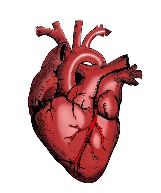 5 Tips Menjaga Kesehatan Jantung Anda