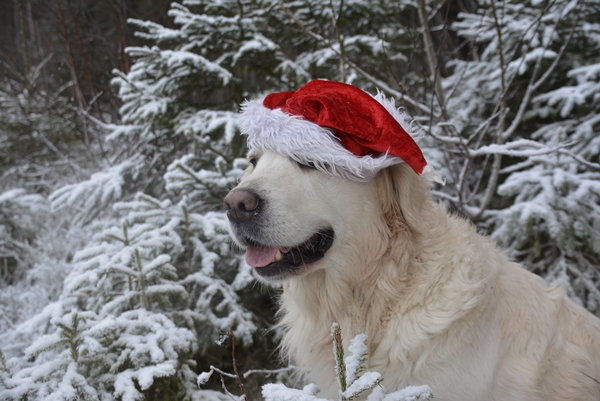 golden retriever