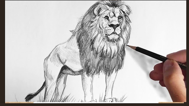 How to draw Lion (Lion drawing easy drawing with colour) 