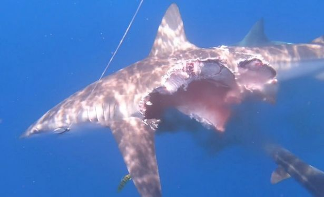 Phát hiện cá mập zombie săn mồi ngoài khơi biển Tây Ban Nha