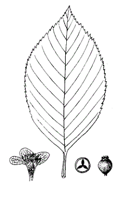 Рябина бледноватая / Гриффитария бледноватая (Sorbus pallescens, =Griffitharia pallescens)
