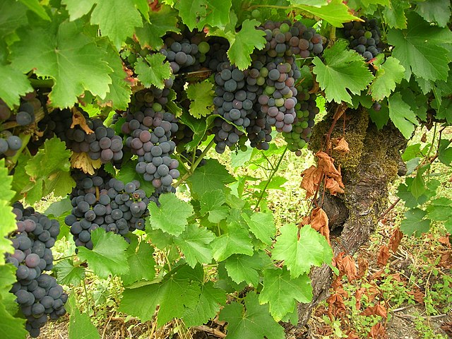 Mencia grape growing in Ribeira Sacra, Spain