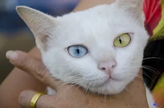 The 5 Most Expensive Cat Breeds