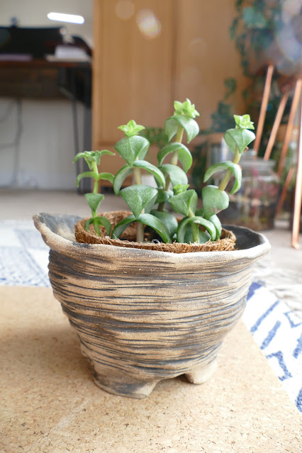 handmade bonsai pot etsy,potpal etsy review,bonsai pot etsy review,bonsai accent pot etsy,best bonsai pot uk,cactus pot etsy,potpal review,