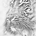 Cartoon Sketches for the Kids Cartoons