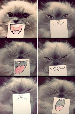 Galería de fotos de humor dibujando bocas de gatos