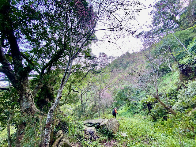 小鬼湖林道--巨木石桌處