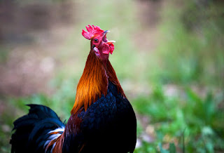 ayam jago berkokok