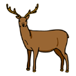 اسم الأيل باللغة الإنجليزية هو Deer وتنطق 'دير'
