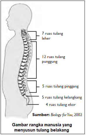 Gambar dan Keterangan Nama Bagian Tulang Belakang