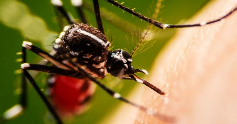 26 de agosto: el día internacional de lucha contra el dengue