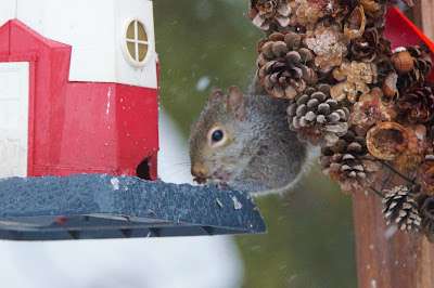 squirrel robbing a bird feeder photo by mbgphoto