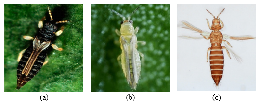 Contoh-contoh Hama pada Ordo Thysanoptera (a) Trips pada tanaman mangga (Thrips aspinus); (b) Trips pada tanaman cabai (Thrips parvispinus); (c) Trips pada tanaman jeruk (Thrips javanicus)