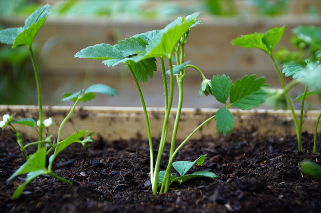 Where To Plant Strawberries