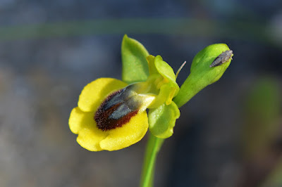 Ophrys lutea - Yellow bee-orchid care