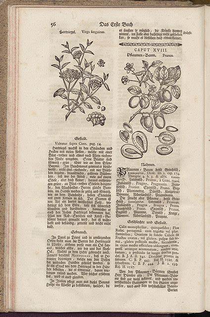 Theatrum Botanicum by John Parkinson in 1640 AD.