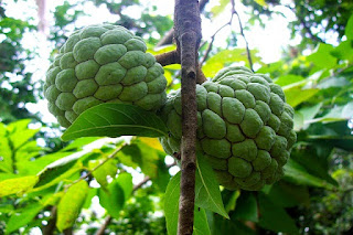 gambar buah srikaya sugar apple