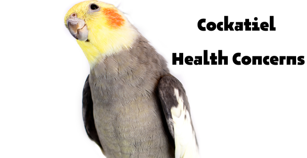Cockatiel Health Concerns