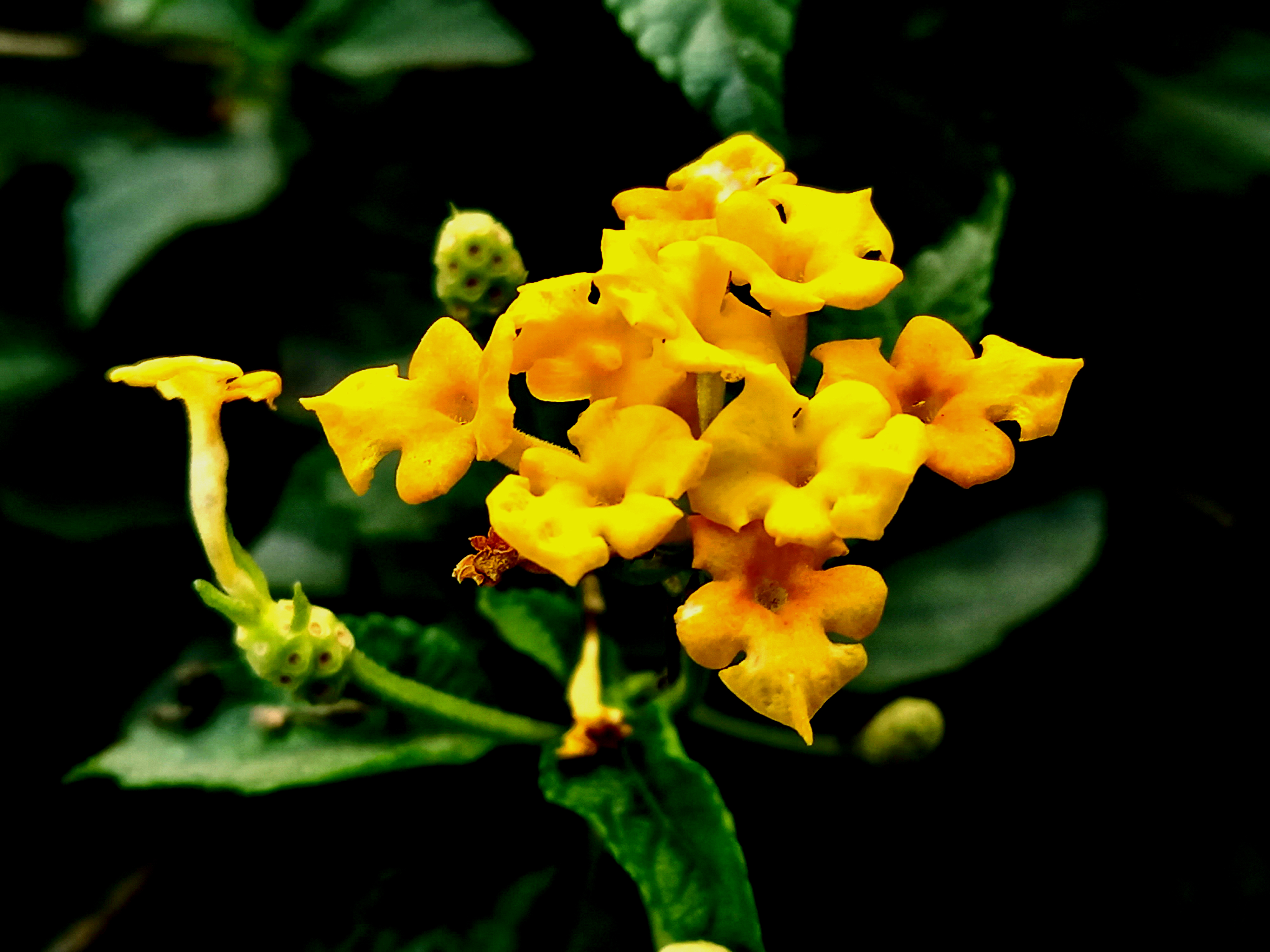 Yellow Lantana Camara flowers