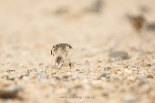 Wildlifefotografie Helgoland Düne Sanderling