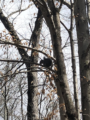 a squirrel hanging out on a limb watching dad, maxi, and me walk on the trail.