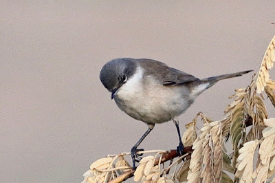 Lesser Whitethroat