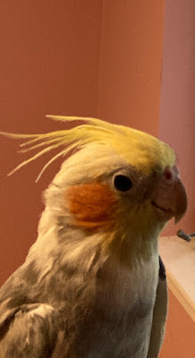 cockatiel in profile