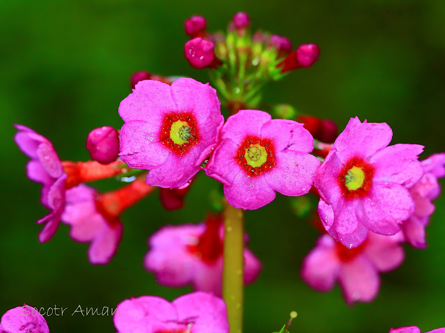 Primula japonica