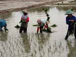 Kabar Gembira Bagi Petani Bojonegoro, Alokasi Pupuk Bersubsidi Ditambah untuk Tingkatkan Produksi