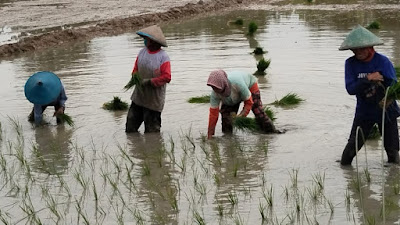 Kabar Gembira Bagi Petani Bojonegoro, Alokasi Pupuk Bersubsidi Ditambah untuk Tingkatkan Produksi