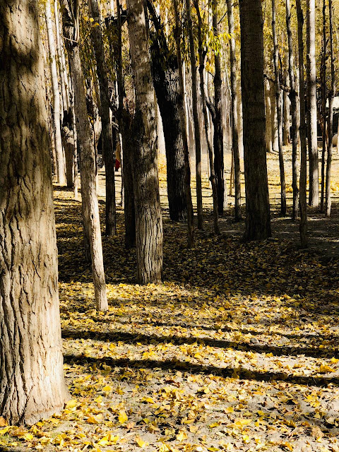 موسم خزاں میں بلتستان کے وادیوں کی خوبصورتی اور دلفریب  The beauty and charming scenery of the valleys of Baltistan in autumn