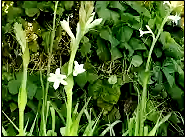 Tuberose with green leaves