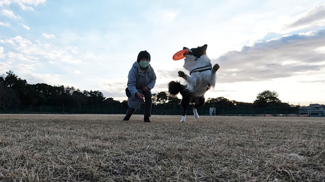 保護犬 ボーダーコリー トーマ ディスクドッグ フリスビー