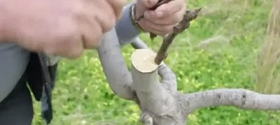 طريقة تطعيم شجرة التين بالقلم fig tree grafting