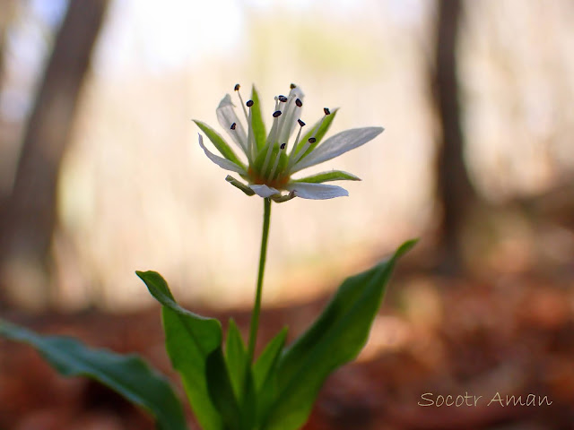 Pseudostellaria palibiniana