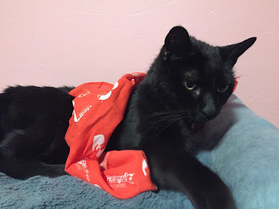 Black cat on a blue bed with a red handkerchief draped over his chest