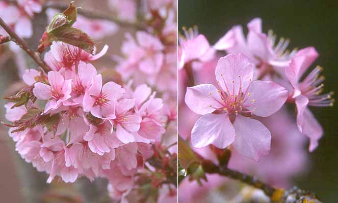 Prunus sargentii 'Columnaris'