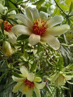 Blüte der Ora pro nobis (Pereskia aculeata )