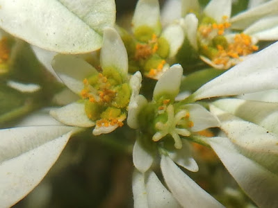 白雪木的大戟花序