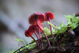 Mushroom Dream Bible Meaning