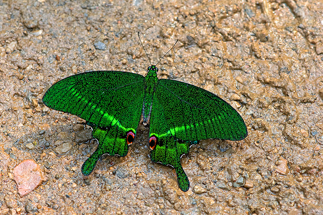 Papilio paris