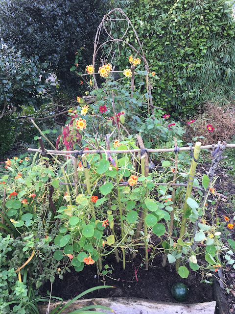 nasturtium scrambling up support